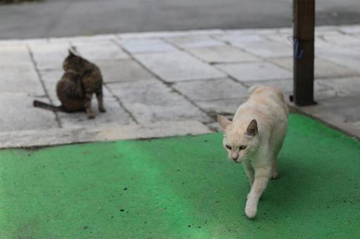 猫 猫の写真