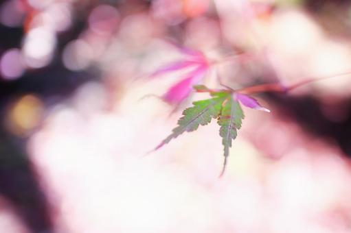 美しい秋の紅葉の写真