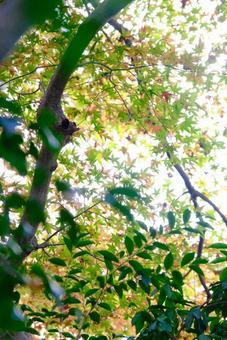 Photo, টাটকা তাজাভাব, গাছের পাতা, পত্রাদি, 