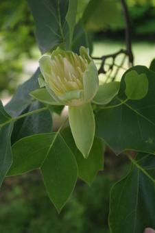 ユリノキの花 ユリノキの花 ユリノキ,チューリップツリー,自然の写真素材