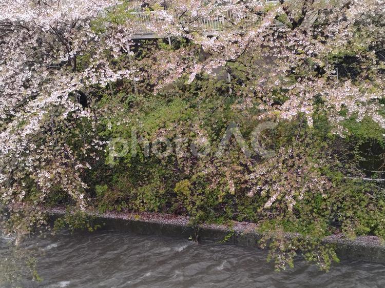 桜の下を流れる小川 桜,サクラ,さくらの写真素材