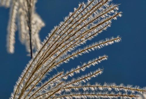 秋の陽射しに輝くススキの穂 秋の陽射しに輝くススキの穂 風景,ススキ,穂の写真素材