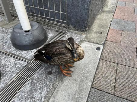 街を歩くカルガモ 街を歩くカルガモの写真