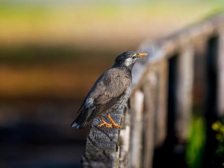 Starling on a fence, JPG