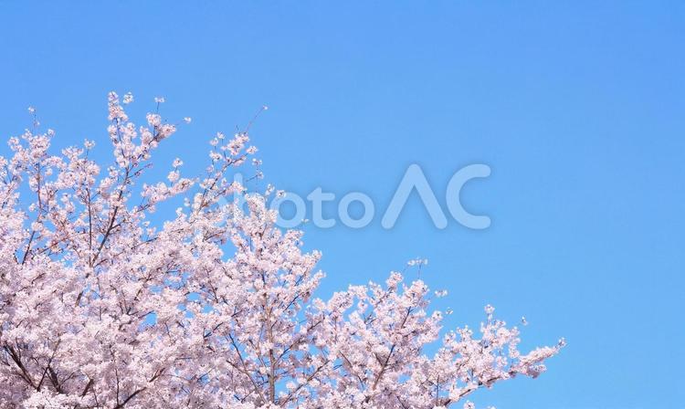満開の桜と青空 桜,花,青空の写真素材
