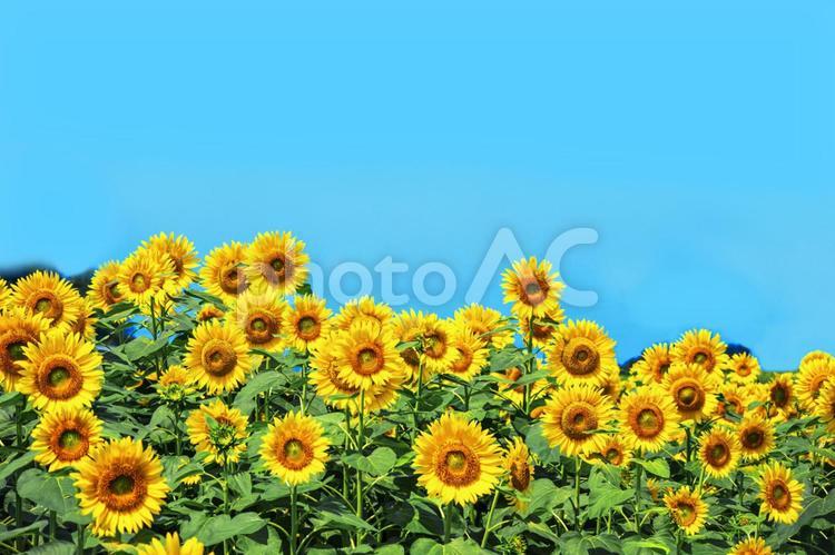 青空と満開のひまわり畑　2725 ひまわり,ひまわり畑,夏の写真素材
