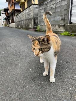 三毛猫3 猫,ねこ,ネコの写真素材