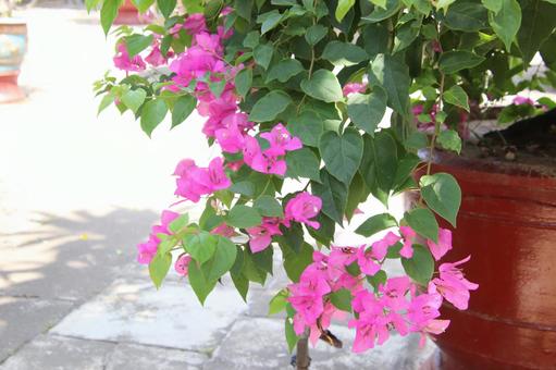 南国の花 花,南国,ハイビスカスの写真素材