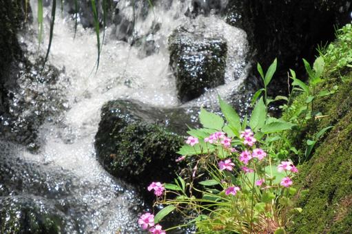 郊外の川の急流とイモカタバミの花 川,河川,流れの写真素材