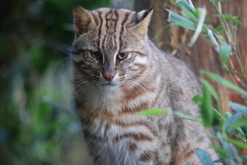 アムールヤマネコ～井の頭自然文化園 ヤマネコ,アムールヤマネコ,ベンガルヤマネコの写真素材