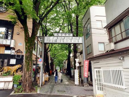 鬼子母神大門ケヤキ並木(鬼子母神表参道) 鬼子母神大門ケヤキ並木(鬼子母神表参道) 鬼子母神,大門ケヤキ並木,鬼子母神表参道の写真素材