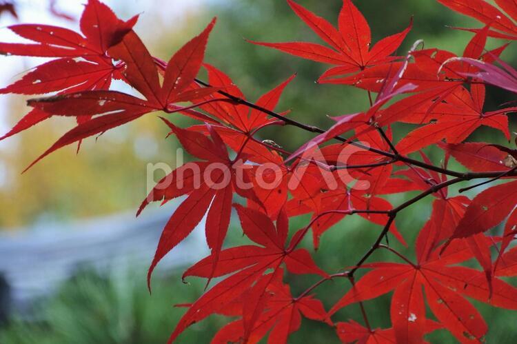 紅葉と秋の風景 紅葉,秋の風景,真っ赤の写真素材