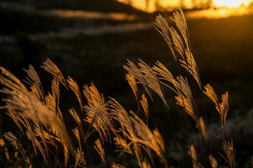 秋吉台で夕日に輝くススキ 秋吉台で夕日に輝くススキ ススキ,秋吉台,カルスト台地の写真素材