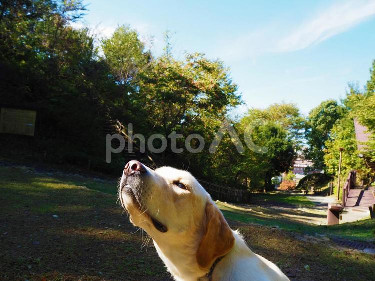 山をお散歩する犬③ 動物,ペット,犬の写真素材