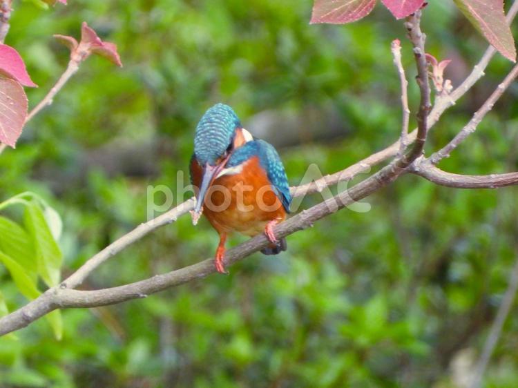 枝にとまり下を覗きこむカワセミ カワセミ,鳥,鳥類の写真素材