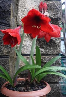ありのままの私を見て ありのままの私を見て ホンアマリリス,花,フラワーの写真素材