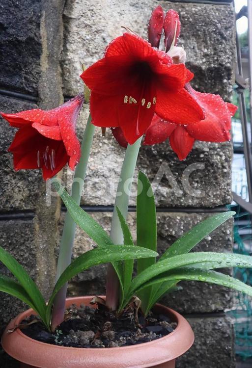 ありのままの私を見て ホンアマリリス,花,フラワーの写真素材