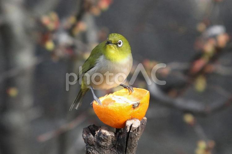 メジろとみかん 鳥,野鳥,メジロの写真素材