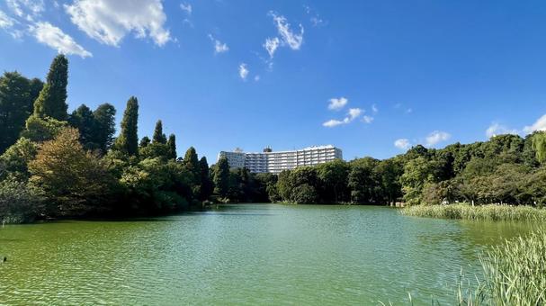 10月の井の頭恩賜公園 風景,井の頭公園,井の頭恩賜公園の写真素材
