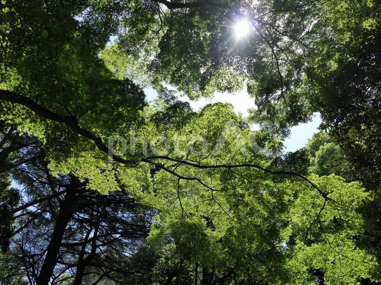 木陰で見た木漏れ日 森林,森,こもれびの写真素材
