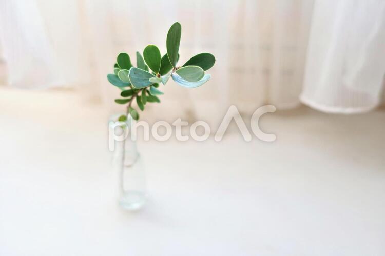 小さな一輪挿し 一輪挿し,花瓶,小さいの写真素材