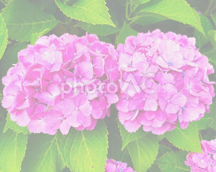 梅雨のあじさい紫背景用 アジサイ,ピンク,紫の写真素材