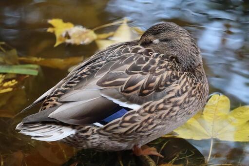 お昼寝をするマガモ 可愛い,寝る,昼寝の写真素材