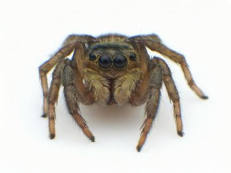 アダンソンハエトリ アダンソンハエトリの写真