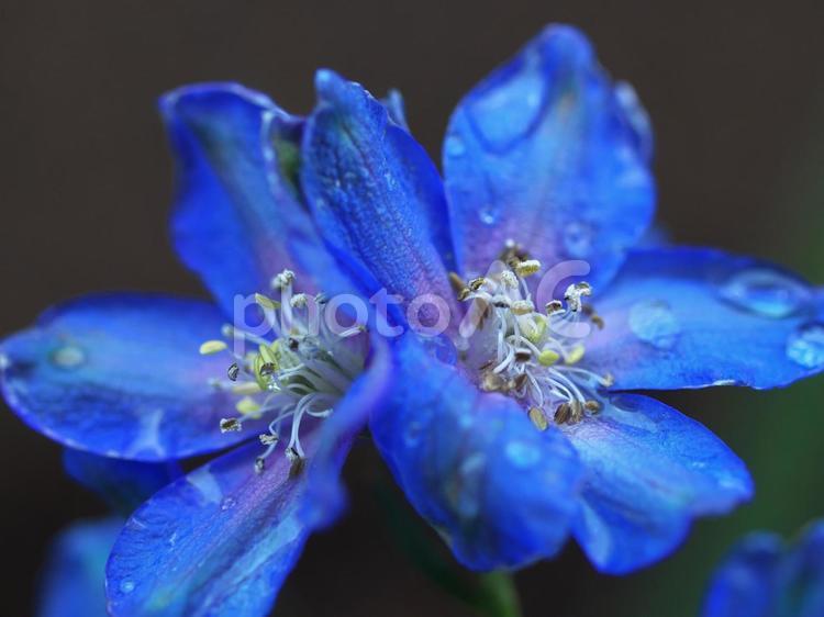青いデルフィニウムのクローズアップ デルフィニウム,花,紫の写真素材