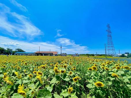 青い空とひまわり 青い空とひまわりの写真