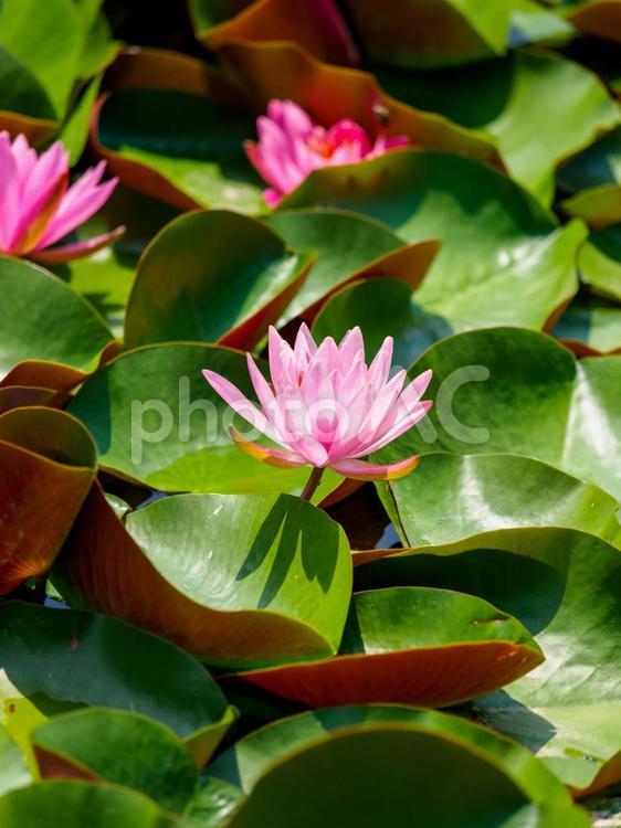 庭園の池に咲く睡蓮 睡蓮,スイレン,花の写真素材