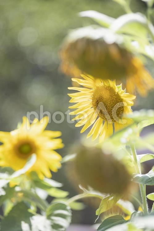 夏の終わりのひまわり ひまわり,夏,植物の写真素材