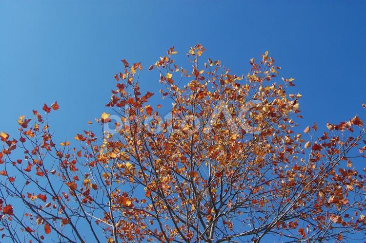 風に揺れるユリノキの葉 ユリノキ,枯れ葉,紅葉の写真素材