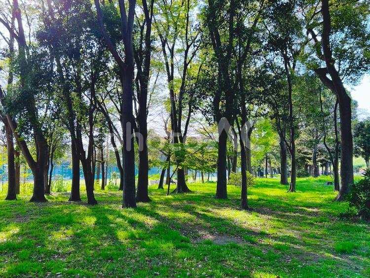 春の日差しの風景 日差し,森林浴,春の写真素材