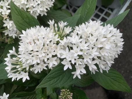 カランコエ 花 カランコエ 花 花,ガーデニング,カランコエの写真素材