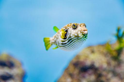 サザナミフグ サザナミフグ,魚,観賞魚の写真素材