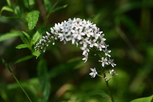 榛名ユウスゲの道で撮ったオカトラノオの花 榛名ユウスゲの道で撮ったオカトラノオの花の写真