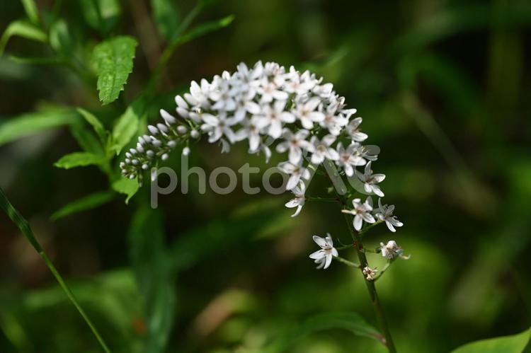 榛名ユウスゲの道で撮ったオカトラノオの花 クローズアップ,夏,野草の写真素材