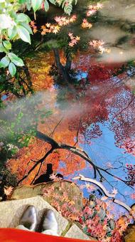 池に映る紅葉と空 池に映る紅葉と空の写真