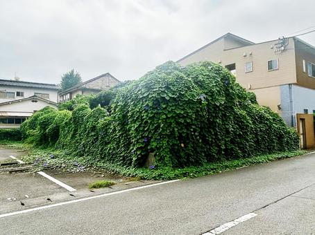 空き家を飲み込んだアサガオ2 空き家を飲み込んだアサガオ2 空き家,空家,アサガオの写真素材