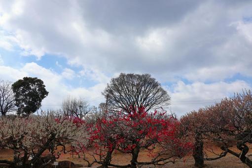 Photo, background, plum garden, plum, 