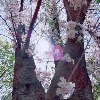 桜 桜の写真