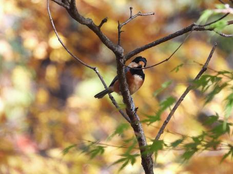 小根山野鳥の森で撮った紅葉の木とヤマガラ 秋模様,秋,木の写真素材