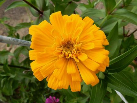 [Flower photo] Zinnia elegans, JPG
