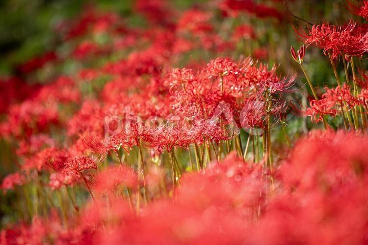 曼珠沙華のある風景⑴ 花,ヒガンバナ,赤の写真素材