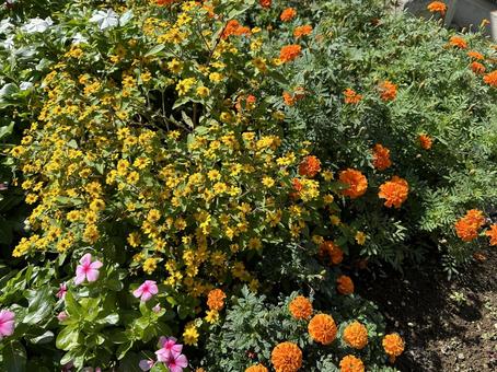 花畑 花畑の写真
