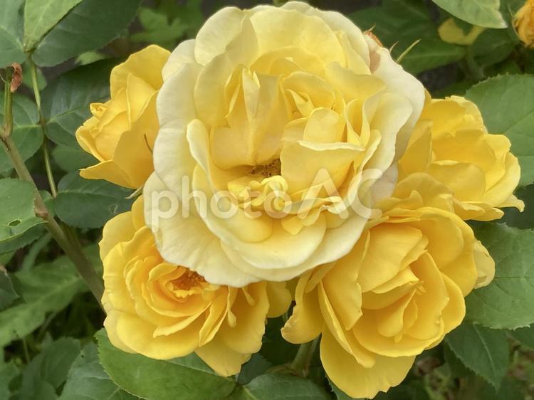 ゴールデン・セレブレーション バラ,イエロー,薔薇の写真素材