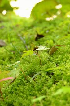 苔ともみじ 苔ともみじの写真