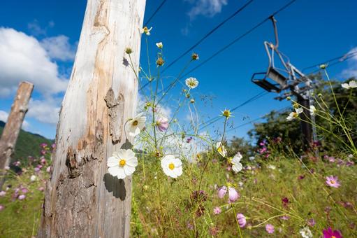 高原に咲くコスモスとロープウェイ 高原に咲くコスモスとロープウェイ コスモス,秋桜,高原の写真素材