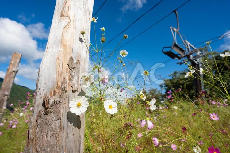 高原に咲くコスモスとロープウェイ コスモス,秋桜,高原の写真素材